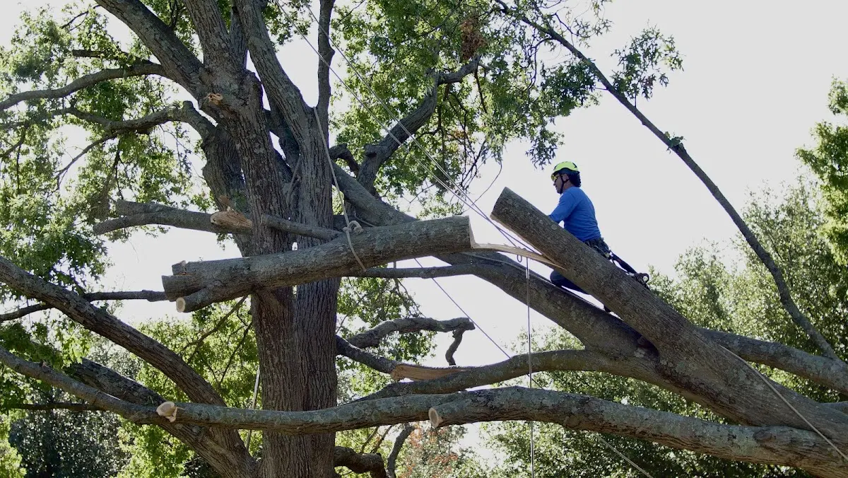 Professional Crown Thinning performed by certified arborists in Plummer