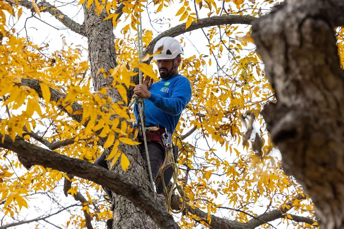 Skilled Tree Pruning crew working in Plummer